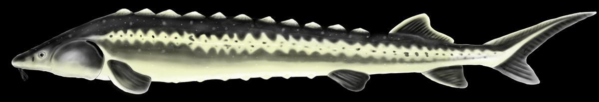 Acipenser Gueldenstaedtii