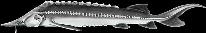 Acipenser Nudiventris